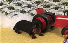 dachshund puppy posted by little paws kennel